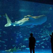 休暇村グループの公共の宿 国民宿舎レインボー桜島 水族館付宿泊プラン
