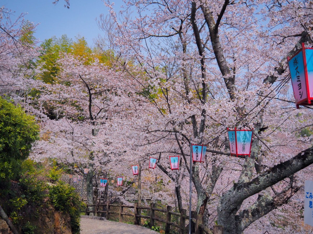 正福寺山公園の桜が見頃です グリーンピアせとうち 公式ホームページ