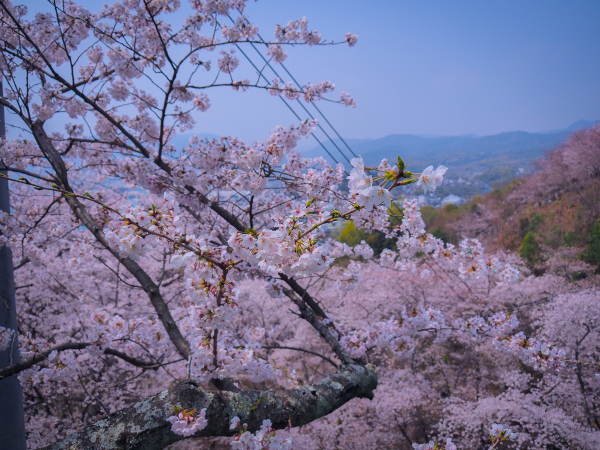 正福寺山公園の桜が見頃です グリーンピアせとうち 公式ホームページ