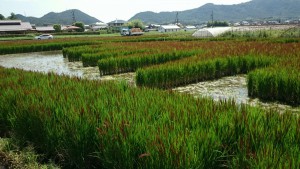 休暇村グループおすすめの公共の宿 国民宿舎サンロード吉備路