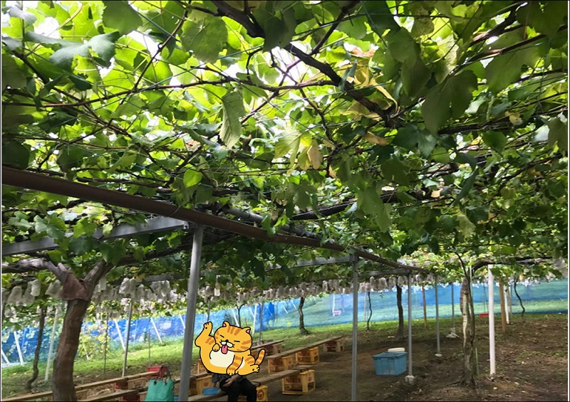休暇村グループ 公共の宿 保養センター 美榛苑 ぶどう園