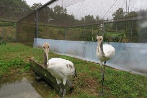 休暇村グループ 公共の宿 国民宿舎サンロード吉備路 タンチョウ