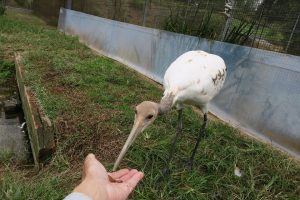 休暇村グループ 公共の宿 国民宿舎サンロード吉備路 タンチョウ
