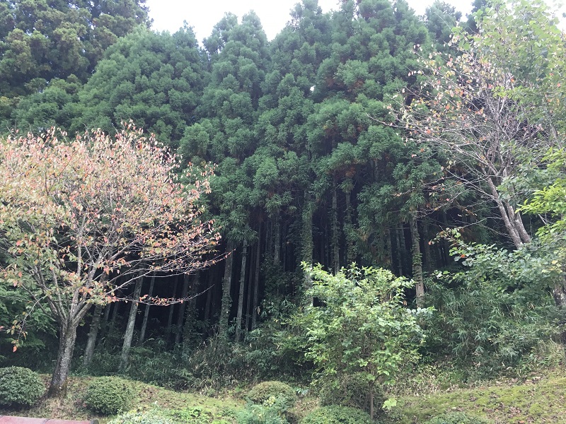 休暇村グループ 公共の宿 保養センター 美榛苑 紅葉