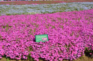 休暇村グループの公共の宿 国民宿舎両神荘 羊山公園(芝桜)