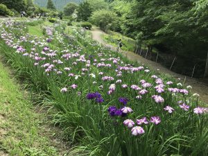 休暇村グループの公共の宿 国民宿舎両神荘 花しょうぶ