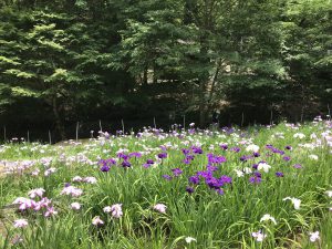 休暇村グループの公共の宿 国民宿舎両神荘 花しょうぶ2