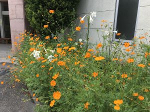 休暇村グループの公共の宿 国民宿舎両神荘 秋桜