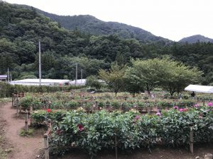 休暇村グループの公共の宿 国民宿舎両神荘 ダリア5