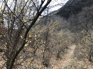 休暇村グループの公共の宿 国民宿舎両神荘 ロウバイ