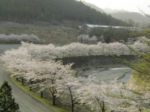 休暇村グループの公共の宿 国民宿舎両神荘 桜並木