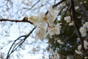 休暇村グループの公共の宿 国民宿舎サンロード吉備路