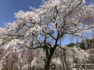 休暇村グループの公共の宿 国民宿舎両神荘 しだれ桜