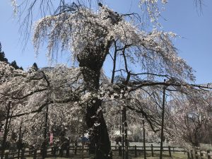 休暇村グループの公共の宿 国民宿舎両神荘 しだれ桜