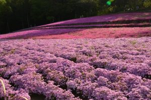 休暇村グループの公共の宿 国民宿舎両神荘 羊山公園14