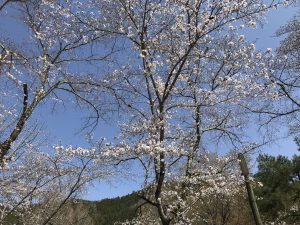 休暇村グループの公共の宿 国民宿舎両神荘 桜