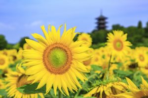 休暇村グループの公共の宿 国民宿舎サンロード吉備路
