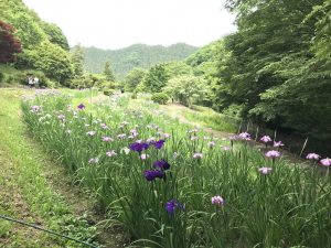 休暇村グループの公共の宿 国民宿舎両神荘 花しょうぶ3