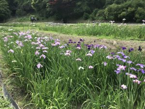 休暇村グループの公共の宿　国民宿舎両神荘　花しょうぶ