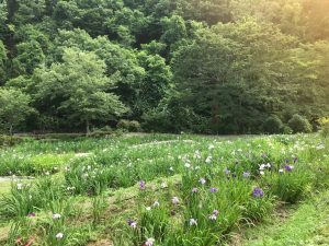 休暇村グループの公共の宿 国民宿舎両神荘 6.25花しょうぶ写真2