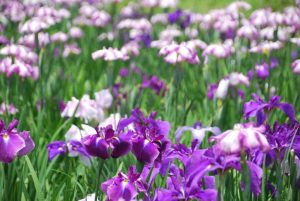 休暇村グループの公共の宿 国民宿舎両神荘 花しょうぶ2