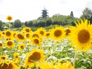 休暇村グループの公共の宿 国民宿舎サンロード吉備路