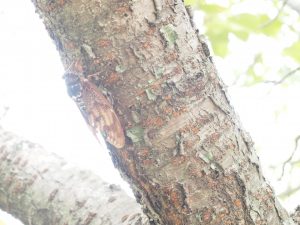 休暇村グループの公共の宿 国民宿舎サンロード吉備路