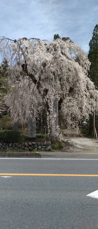 休暇村グループの公共の宿　国民宿舎両神荘　法善寺　桜