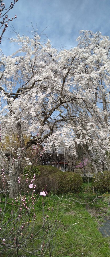 休暇村グループの公共の宿　国民宿舎両神荘　法善寺　桜