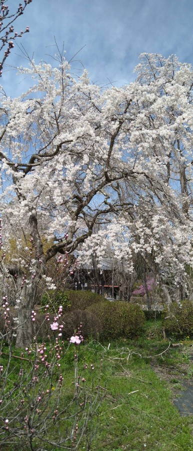 休暇村グループの公共の宿 国民宿舎両神荘 法善寺 桜