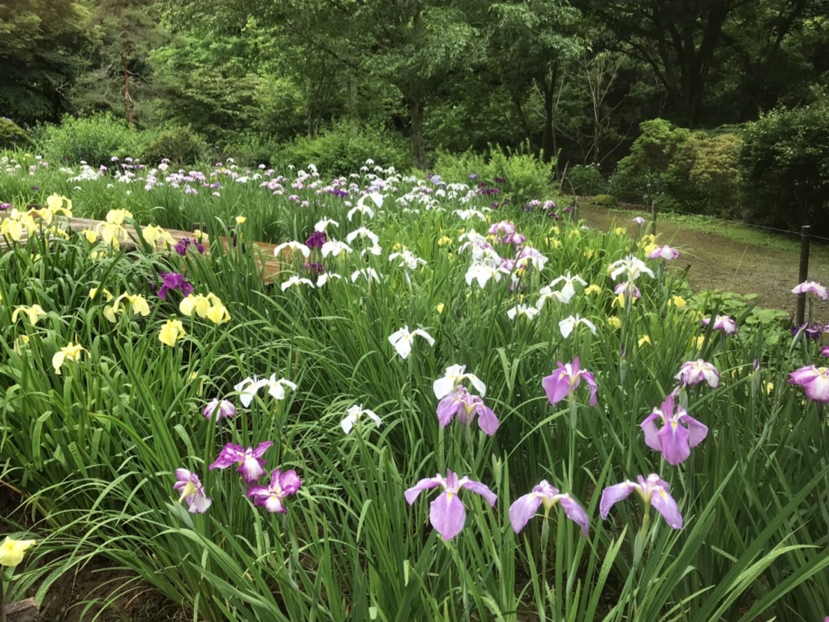 休暇村グループの公共の宿 国民宿舎両神荘 花しょうぶ
