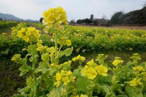 休暇村グループ公共の宿　国民宿舎サンロード吉備路