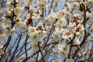 休暇村グループ公共の宿 国民宿舎サンロード吉備路