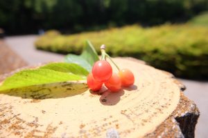 休暇村グループ公共の宿 国民宿舎サンロード吉備路