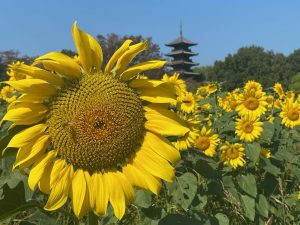 休暇村グループ公共の宿　国民宿舎サンロード吉備路